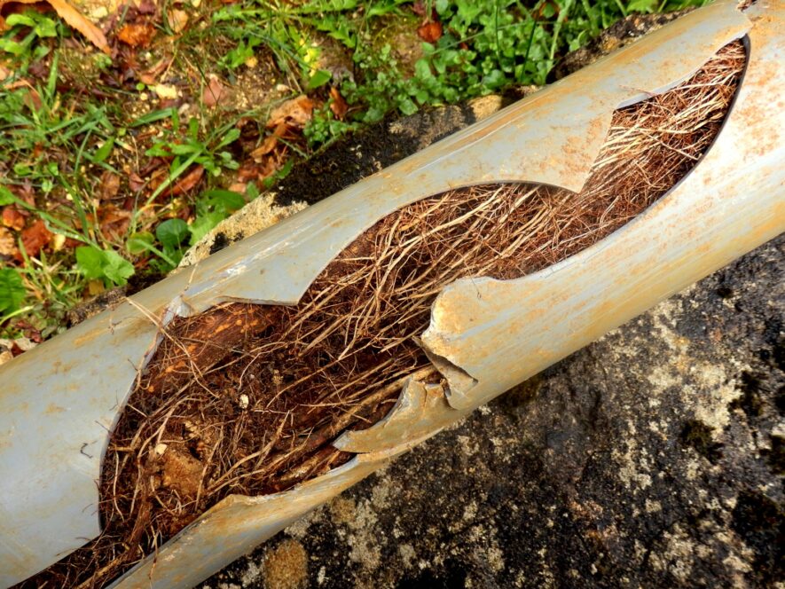 What Recurring Root Intrusion Means for Homes Considering Interior Pipe Lining
